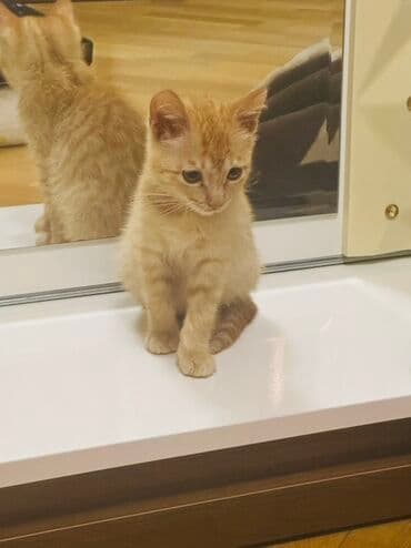 pişik adları erkek: Ünvandan götürmə — 4