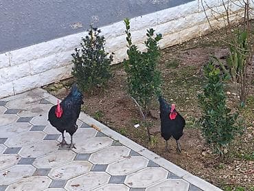kend toyuqu: Qara rəngli toyuq-çincilər (xoruz və toyuq cütlüyü) cavan heyvanlardı — 5