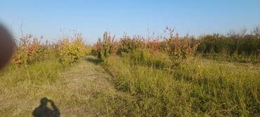 Gübrələr: Goranboy rayonu, Hazırəhmədli kəndində yerləşən 2 hektar meyvə bağı — 5