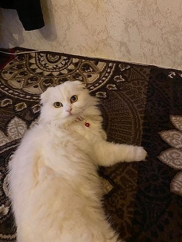 Şotland, Dişi, Yaxşı əllərə, Ünvandan götürmə
