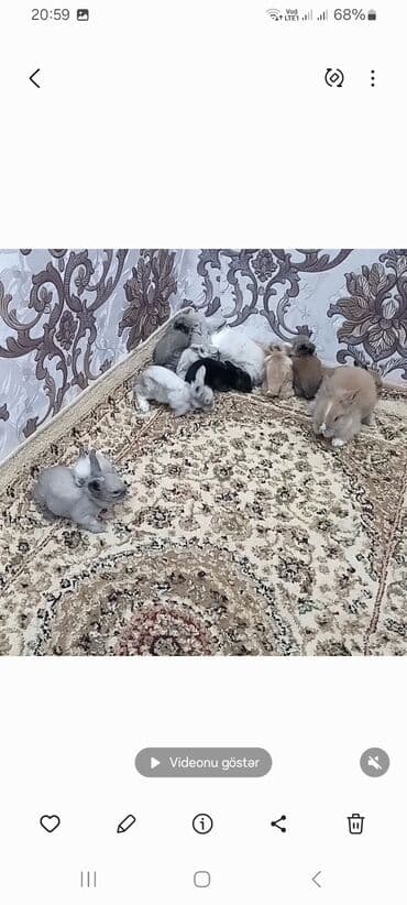 Heyvanlar üçün mallar: Miniatür dovşan balaları – müxtəlif rəng və naxışlarda 1ededi 6 m - — 2