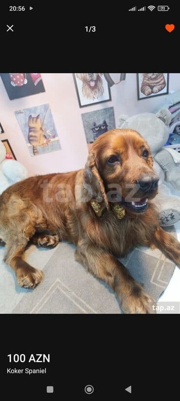 pitbul itleri: İrland Setter cinsi itlər koker spangel erkək bir yaş barterdə var — 9