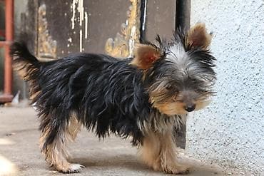 ev pisikleri satisi: Yorkşir teryer, 6 ay, Erkek — 3