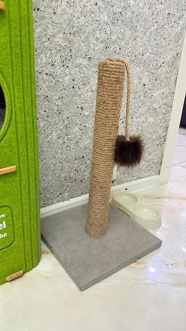 pişik qiymətləri: Britan, Erkək — 5