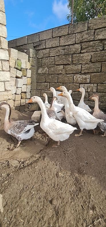 tovuz qusu satılır: Salam Temiz Linda Kuban Rus qazları originaldır 5kilo 800qram 5 — 2