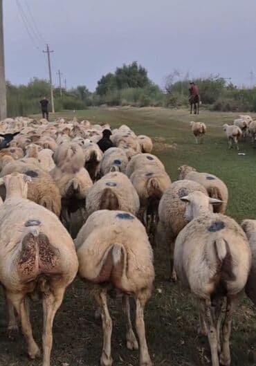 tap.az xacmaz heyvanlar: Dişi, il: 1, Damazlıq, Ünvandan götürmə — 5