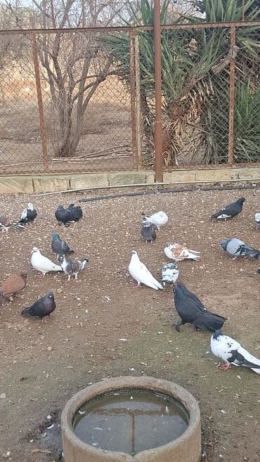 scottish fold qiymeti: Satılır — 3