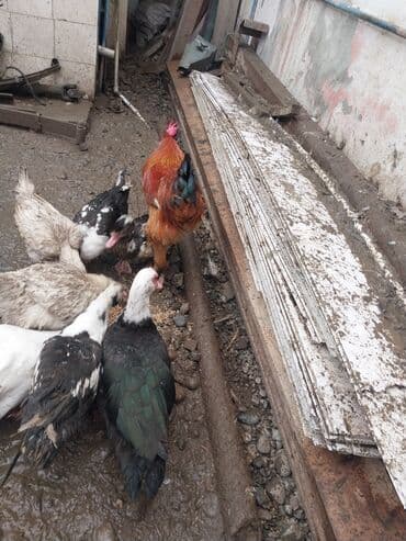 yumurta qoyan heyvanlar: Erkək, | Lal ördək, Ətlik — 2