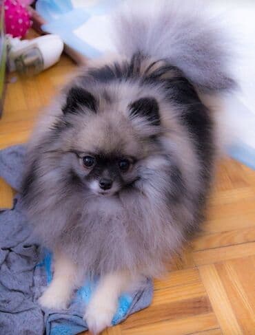 pomeran şpis: Şpitz, Peyvəndli, Ünvandan götürmə — 1