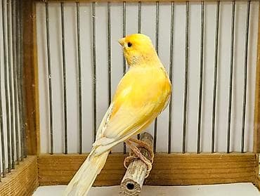 Kanareyka- bulbul. cinsi erkek. oxuyur. satisda bundan basqa