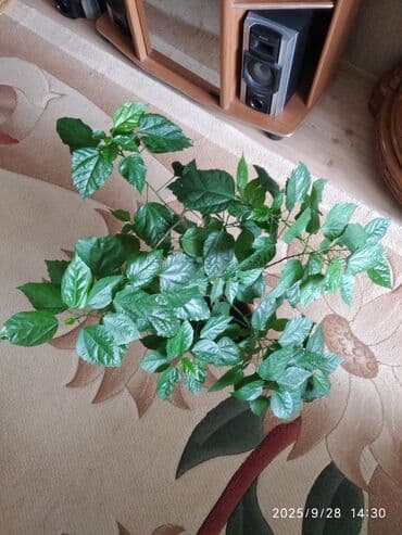 kokelmek ucun bitki caylari: Hibiscus — 5