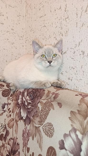 bengal pisiyi: Britan, Erkək, Yaxşı əllərə — 3