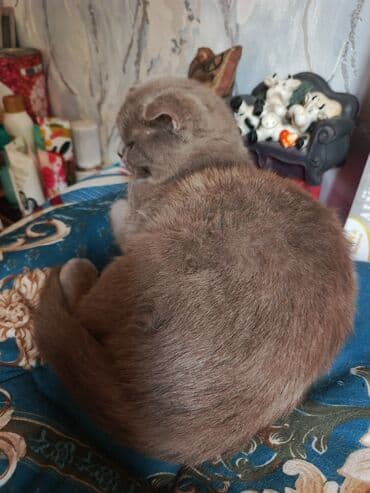 Heyvanlar üçün mallar: Britan yastı qulaq, Dişi, Yaxşı əllərə, Ünvandan götürmə — 2