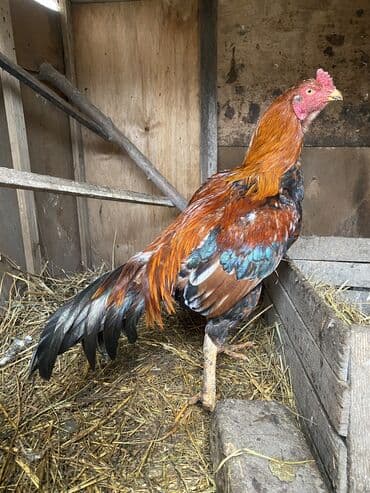 naxcivan heyvan elanlari: Qiymət sondu barter yalnı adi fərələrnən ederem 4/5 aylıqlarnan — 4