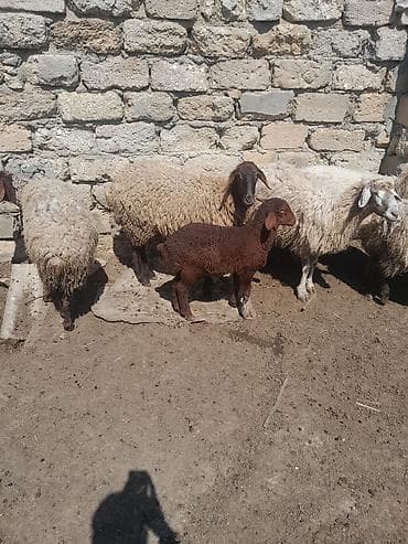 qoyun itleri: Topdan satilir 28 baw qoyun satilir otlaq gormuw heyvanlardi 10 ededi — 6