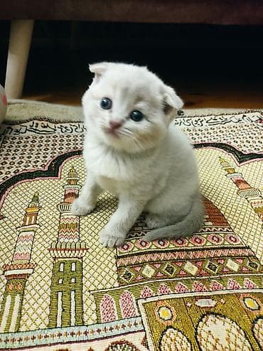 Pişiklər: Şotland yastı qulaq — 6