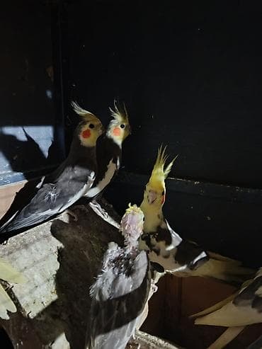 Попугаи: Nimfa (cockatiel) papuqayları – müxtəlif rənglər Məhsul təsviri: - — 6