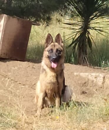 cau cau iti: Alman çoban iti, 1 il, Dişi, Cütləşmə üçün, Ünvandan götürmə — 2