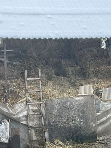 Məhsul: Quru ot/ Təsvir: - Şəkildəki açıq anbar şəraitində yığılıb