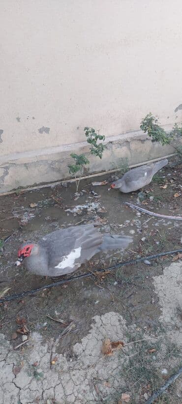 kayuqa ördək: Lavada ordeyleri satılır temiz qadilar — 12