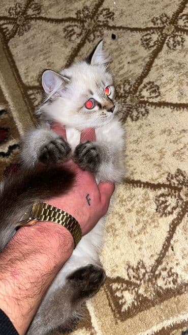 pişik yuva: Erkək, Yaxşı əllərə, Ödənişli çatdırılma — 2