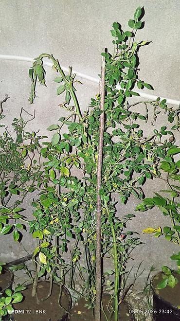mal dili bitkisinin faydaları: Limon mandalin kinkan qizilgul sarmasiq qizilgul kalistamin olyandir — 2