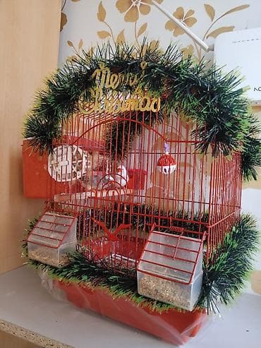 gence toyuq cuce: Qırmızı quş qəfəsi – tam dəst bulbul iki eded real aliciya endirim — 1