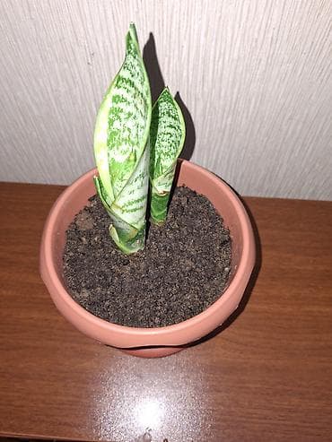 Çöl bitkiləri: Sansevieriya "Laurentii" (Qayınana dili) dibçəkdə ​Yarpaqlarında gözəl — 5