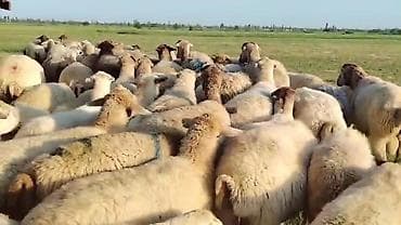 bülbül quşu satışı: Dişi, il: 1, Damazlıq, Pulsuz çatdırılma — 7