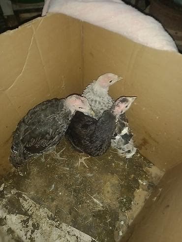 Məhsul: gənc hinduşkalar Təsvir: - Şəkillərdə göstərilən gənc