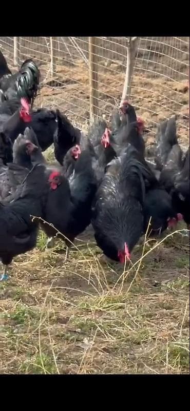 Quşlar: Astirolop toyuqları 11 eded satılır 2 xoruz 9 toyuq — 5