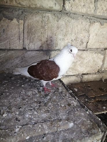 goyercinlerin satisi: ÜNVAN MASALLI SATILIR ERKƏY İRAN GÖYƏRÇİN — 3