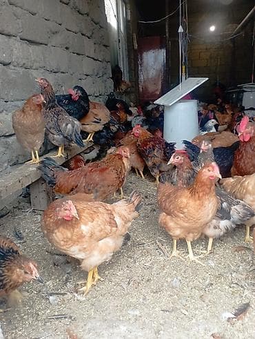 ev heyvanlarının satışı: Toyuq, Damazlıq — 5