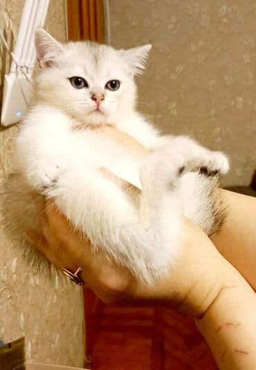 одежда для кошек: Шотландская, Самец, Самка, Самовывоз — 4