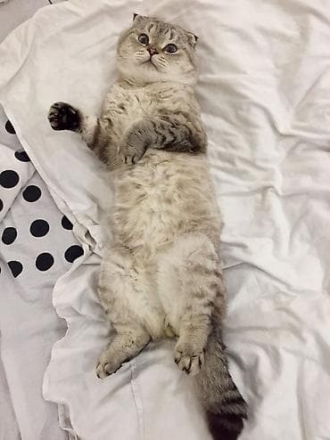 Digər heyvanlar: Şotland yastı qulaq, Erkək, Cütləşmə üçün — 6