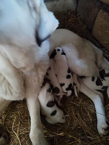 i̇t doberman: Alman çoban iti, Peyvəndli — 2