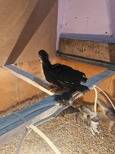 cuce dami: Toyuq cücələri, Damazlıq — 3