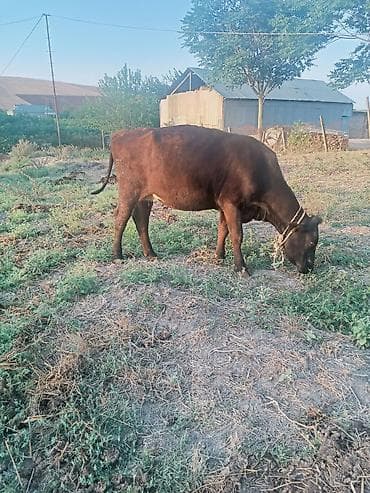 ereb ati satilir: Təmiz anqsdu 2 ci qarna 4 ayin içindədi boğzdi riyal alclar narahati — 4