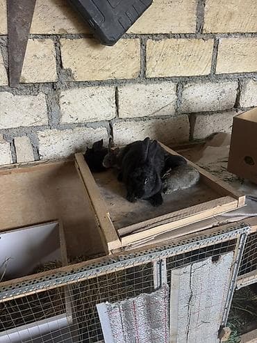 İki ana dovşan balalarıyla birlikdə satılır balaların gözü yeni açılıb