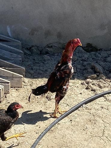 quş sesleri: 1 yasi var saglam heyvandi barterde var heyrati xorzynnan baxr xorza — 1