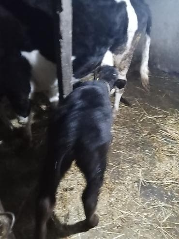 Keçilər, çəpişlər: Temiz ivanofkadi 1ci qardi mayalama balsi var anqus ayı yarmliqdi — 5