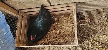 qus dami satilir: Toyuq, Australorp, Yumurtalıq, Ünvandan götürmə — 9