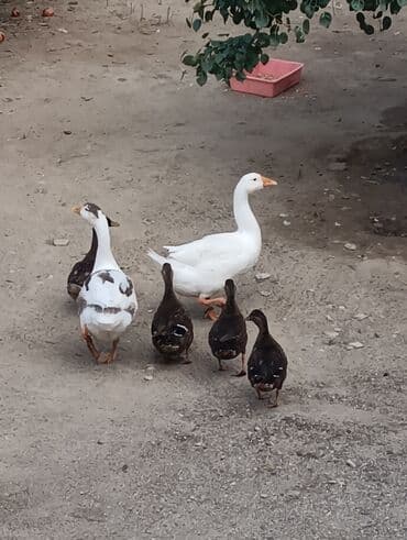 zumrud ordək: Məhsul: Ev quşları – ördəklər (qrup halında) Təsvir: - Şəkillərdə — 9