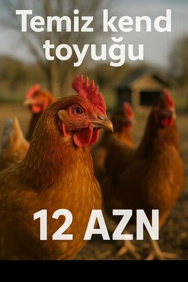 dana eti qiymeti: Təzə kənd toyuğu, sağlam və təbii qidalanma üçün əla seçimdir. Açıq — 1