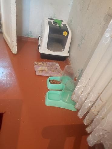 Птицы: Salam. şotlantdi 2 ayligdi su qabi yem qabi, birdə tualetinidə — 5