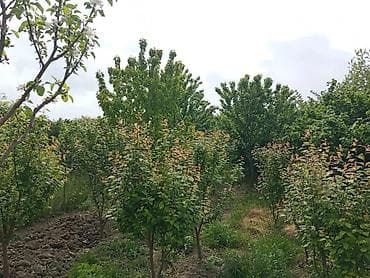 evlər: 5 otaqlı, 100 kv. m, Kredit yoxdur, Orta təmir — 9