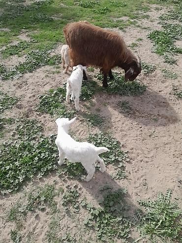 Dişi, il: 1, 40 kq, Südlük, Ətlik, Ünvandan götürmə