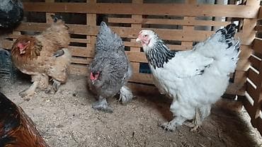 cins toyuqlar: Toyuq, Brama, Damazlıq, Ünvandan götürmə, Ödənişli çatdırılma — 9