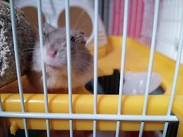 Hamster və tam avadanlıqlı qəfəs seti Məhsulun tərkibi: - 2 — 1