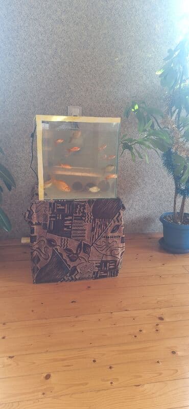 Gəmiricilər: Dördbucaq akvarium, Balıqlarla birlikdə, 64 l, Ünvandan götürmə — 2